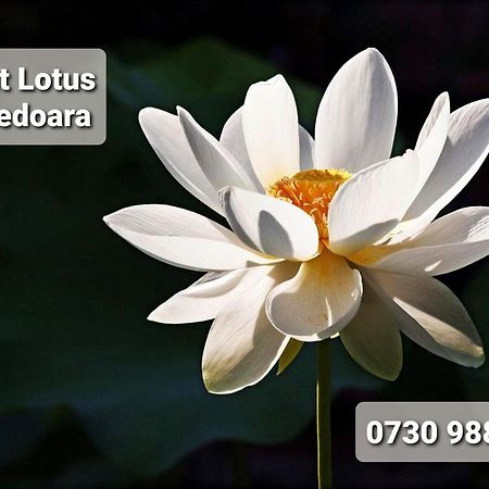 Апартаменты Night Lotus Хунедоара Экстерьер фото